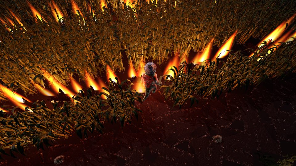 The cane fields